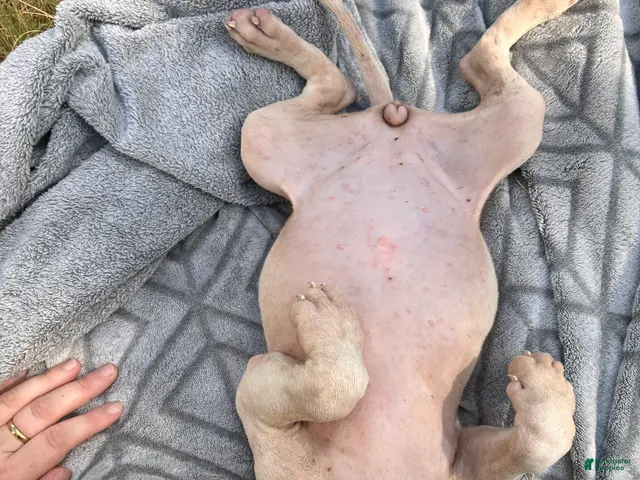 American Bully dogs for sale: Petunia - Ad 30