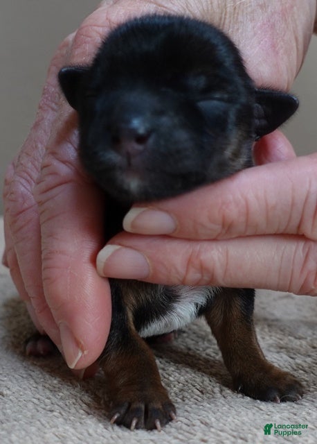 Yorkshire Terrier dogs Bali - Ad 14