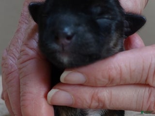 Yorkshire Terrier dogs Bali - Ad 14