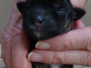 Yorkshire Terrier dogs Bali - Ad 18