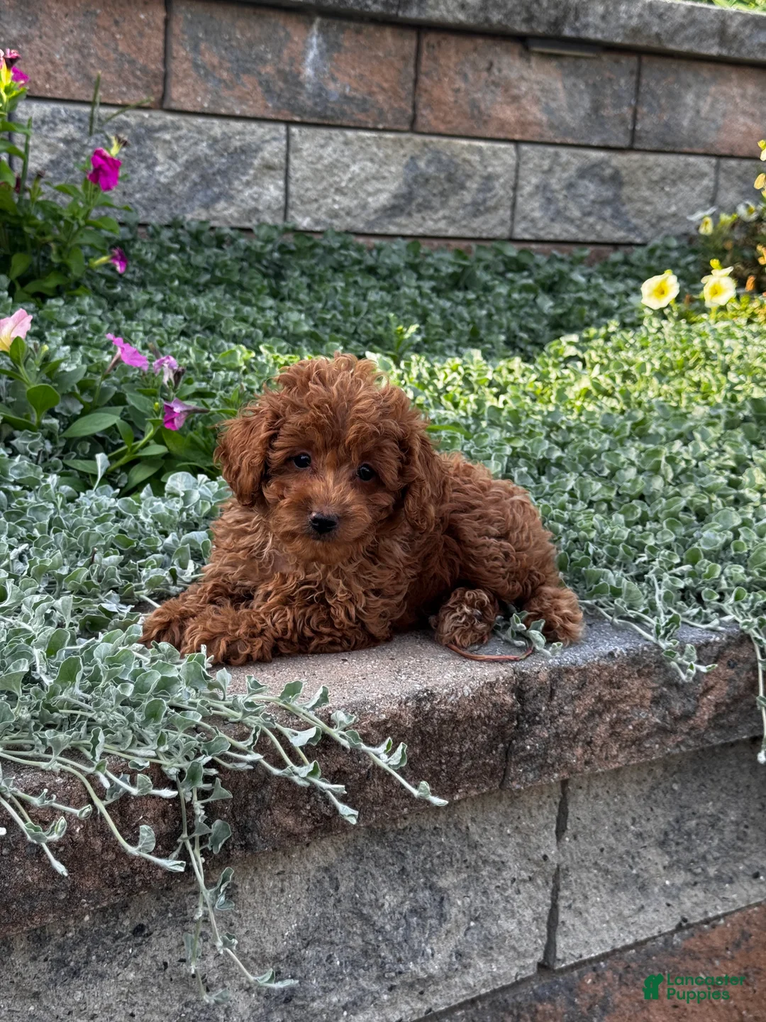 Toy Poodle dogs for sale: Small Pluto - Ad 1