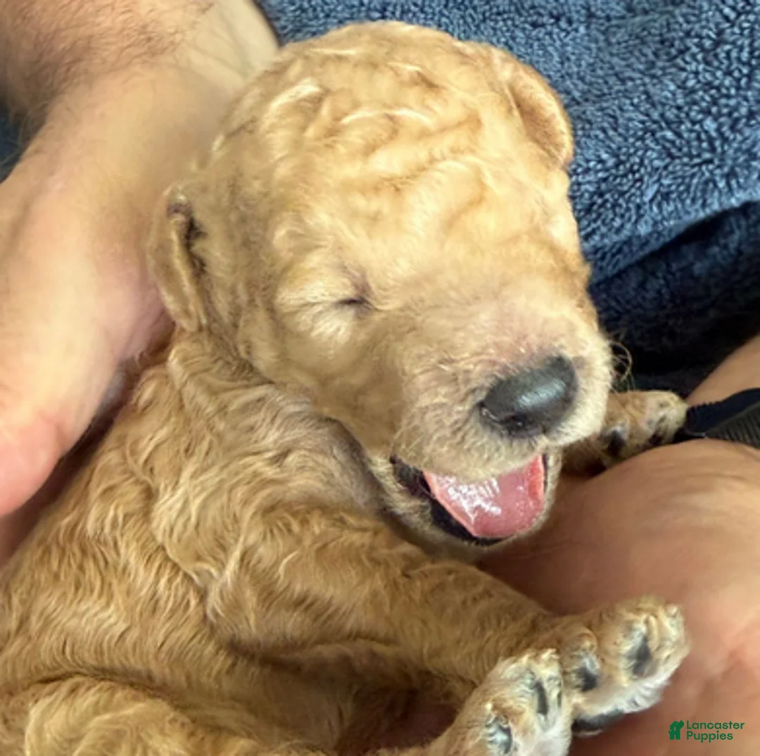 Goldendoodle dogs for sale: Male Purple Collar(Prince) - Ad 2