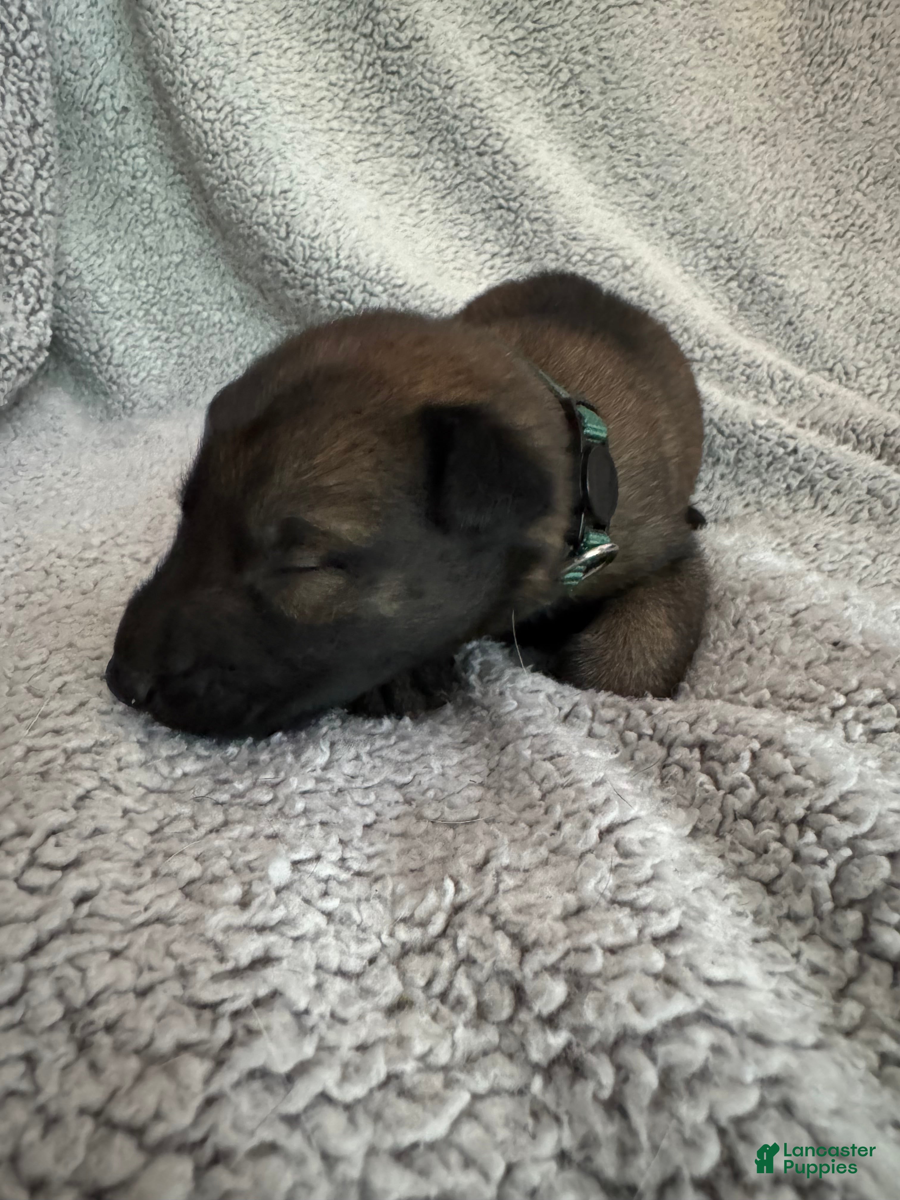 Belgian Malinois dogs Belgian Malinois 2 - Ad 27