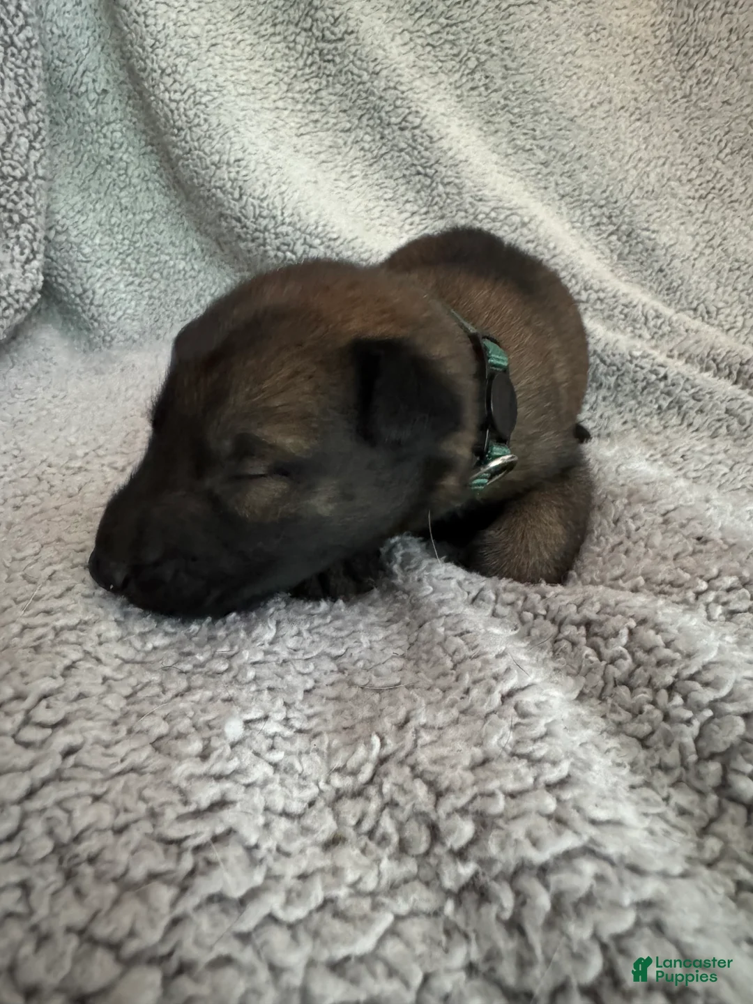 Belgian Malinois dogs for sale: Belgian Malinois 2 - Ad 1
