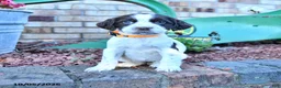 English Springer Spaniel dogs for sale: Becky - Ad 3