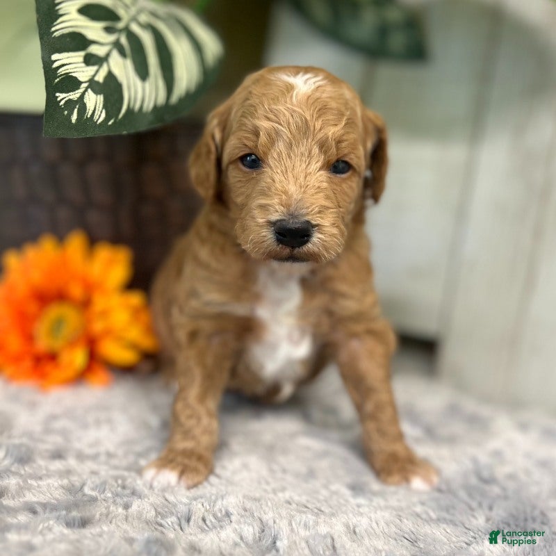 Mini Goldendoodle dogs Ozzy (Micro Mini) - Ad 1