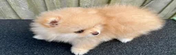 Pomeranian dogs for sale: Kayla - Ad 14