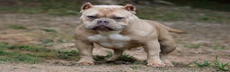 American Bully dogs for sale: Fawn Merle Female (blue mask) - Ad 5