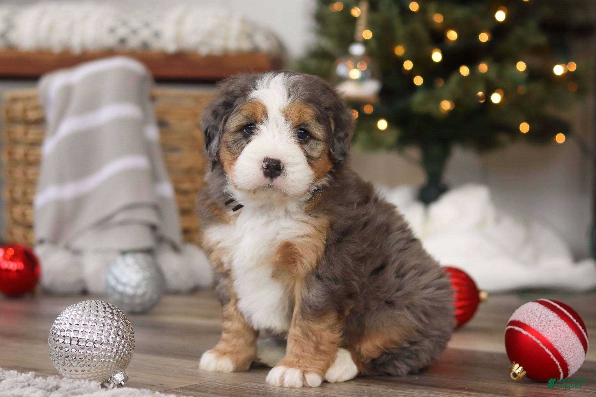 Mini Bernedoodle dogs Ollie - Ad 33