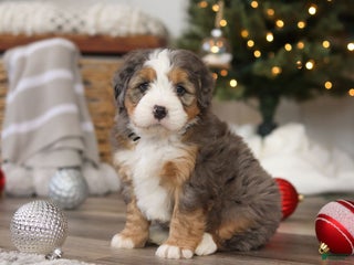 Mini Bernedoodle dogs Ollie - Ad 4