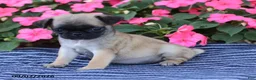 Pug dogs for sale: Bonnie - Ad 4
