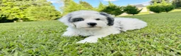 Mini Bernedoodle dogs for sale: 🏝️ 🐬 MAUI 🐬 🏝️  - Ad 6
