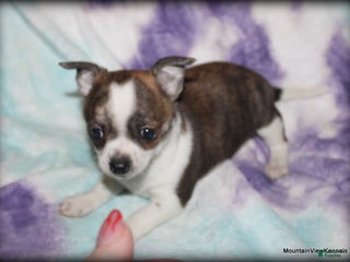 Chihuahua dogs - Ad 24