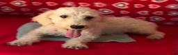 Toy Poodle dogs for sale: Milton - Ad 6