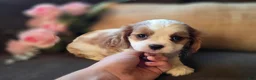 Cavalier King Charles Spaniel dogs for sale: Daphne - Ad 3