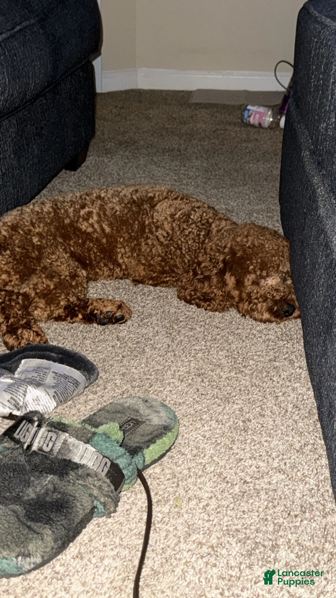 Miniature Poodle dogs for sale: Teddy - Ad 2