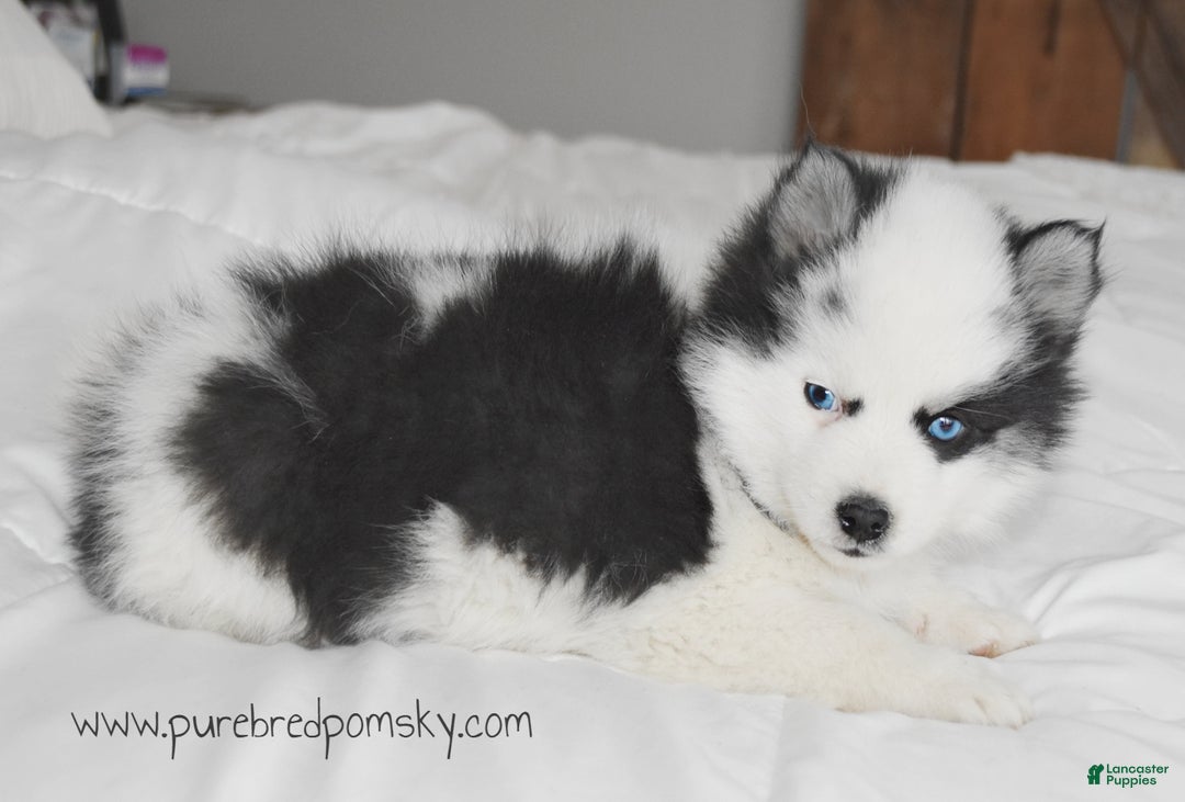 Pomsky dogs for sale: Bandit - Ad 6
