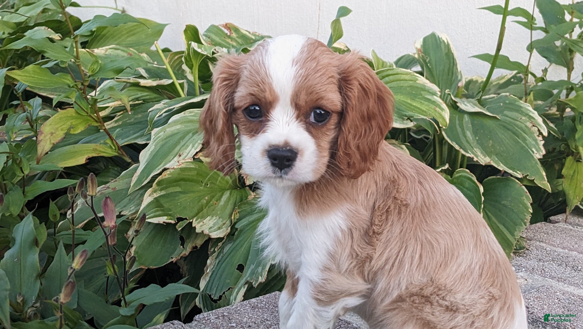 Cavalier King Charles Spaniel dogs Pumpkin - Ad 1
