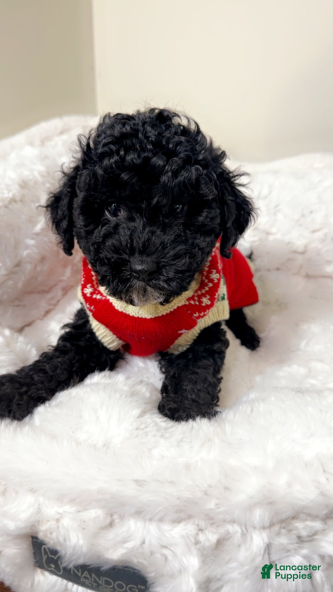 Maltipoo dogs for sale: Rover  - Ad 1
