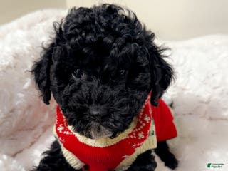 Maltipoo dogs Rover - Ad 33