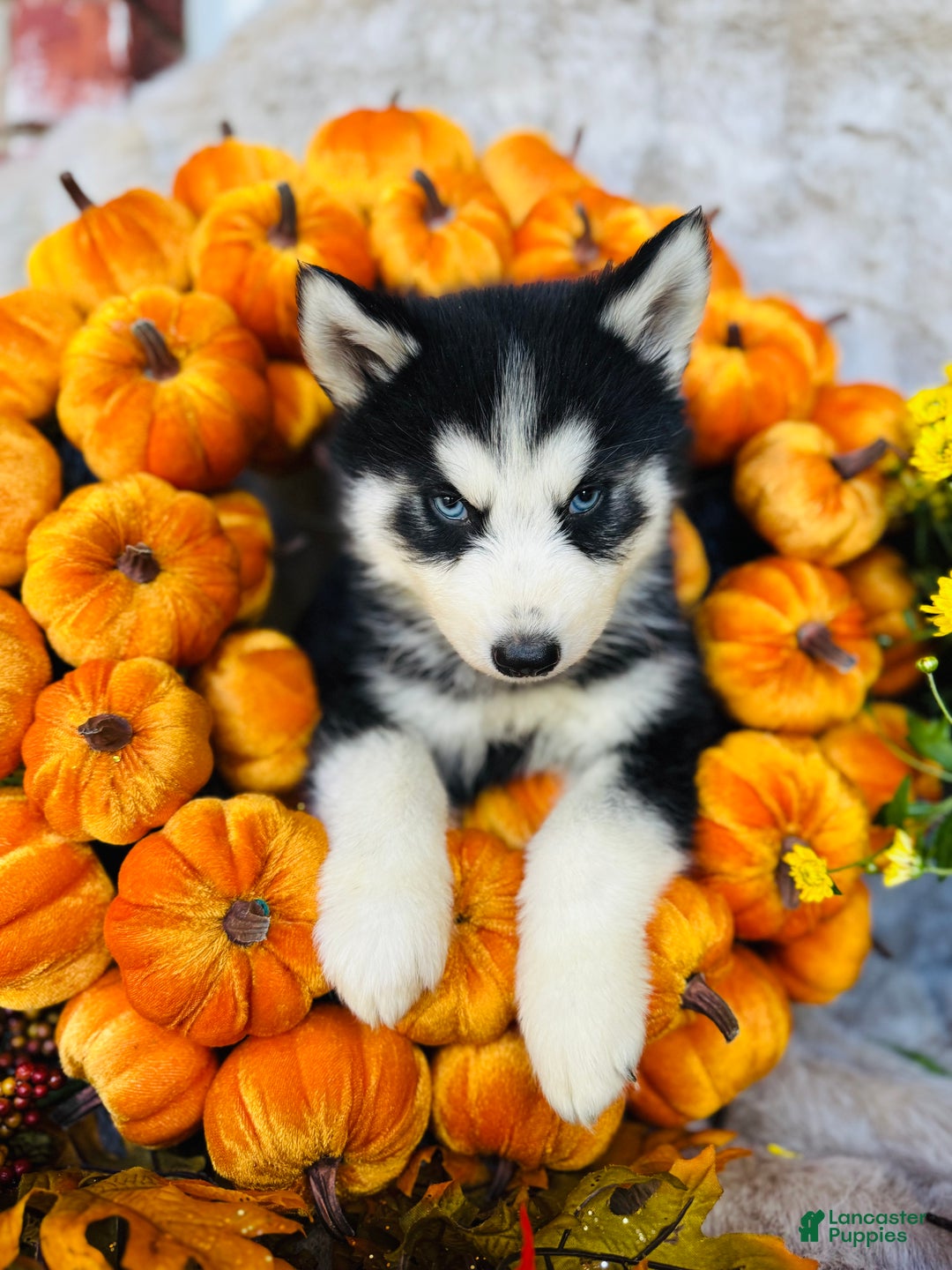 Siberian Husky dogs for sale: Siberian Husky Puppy 1 - Ad 2