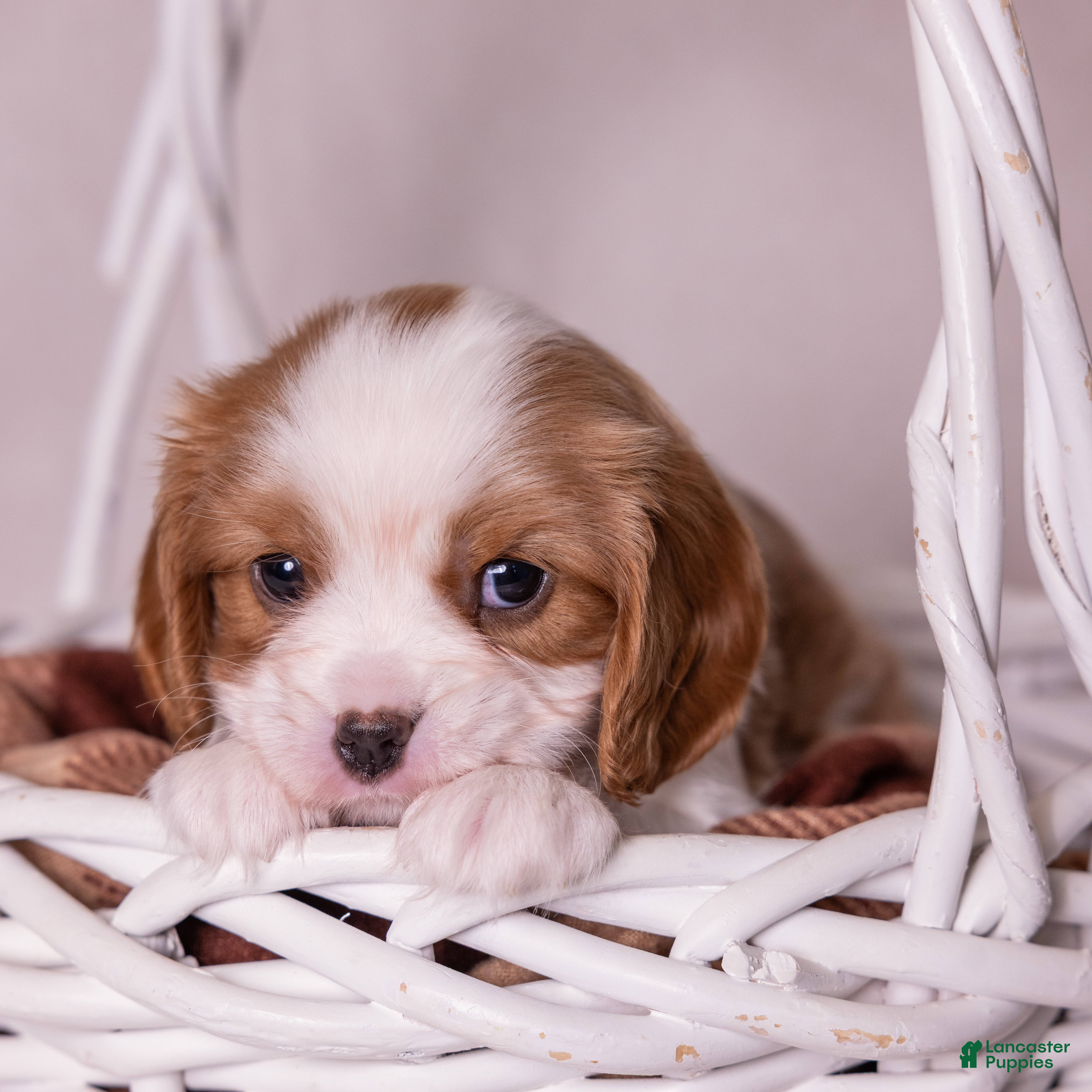 Cavalier King Charles Spaniel dogs Cheers - Ad 2