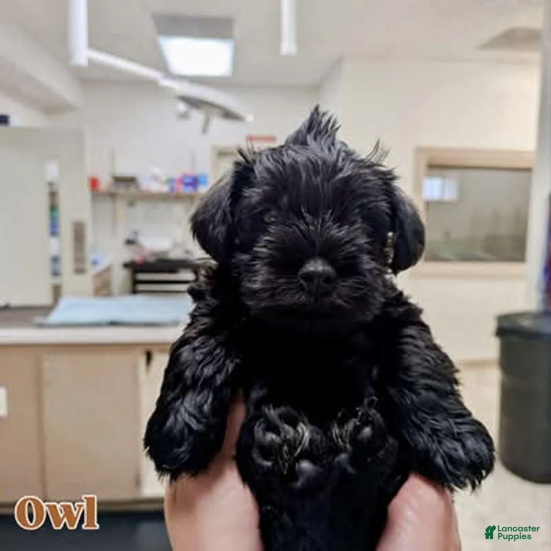 Miniature Schnauzer dogs for sale: "Owl" - Ad 2