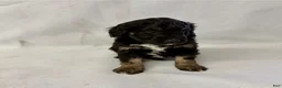 Aussiedoodle dogs for sale: Leo - Ad 3