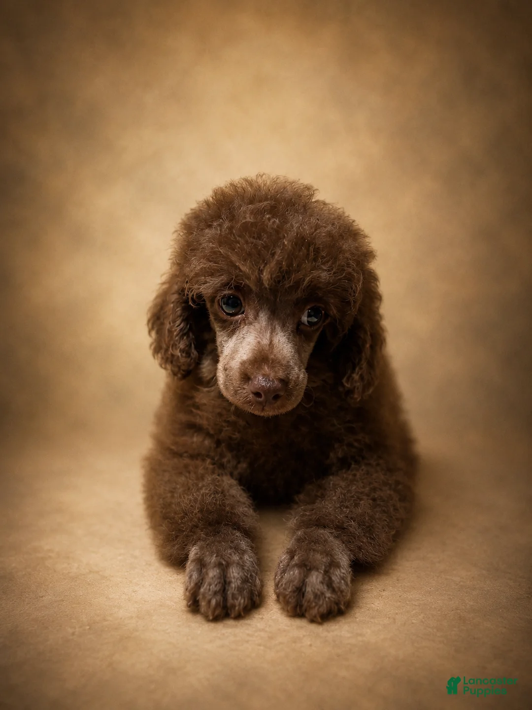Toy Poodle dogs for sale: Teddy Boy - Ad 1
