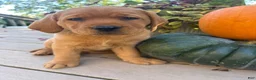 Labrador Retriever dogs for sale: Bailey - Ad 5