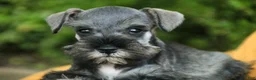 Miniature Schnauzer dogs for sale: Quest Miniature Schnauzer  - Ad 8