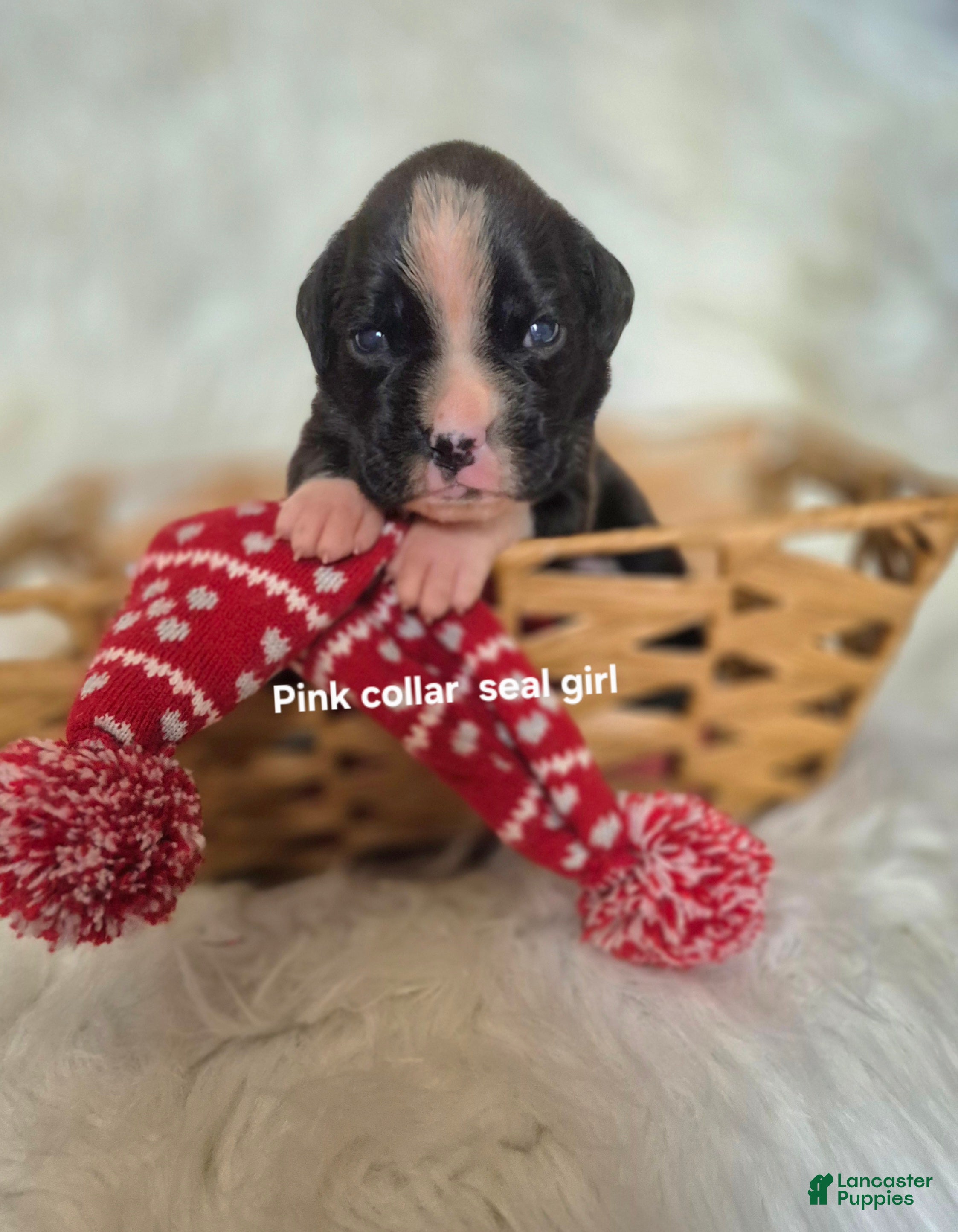 Boxer dogs Onyx - Ad 17