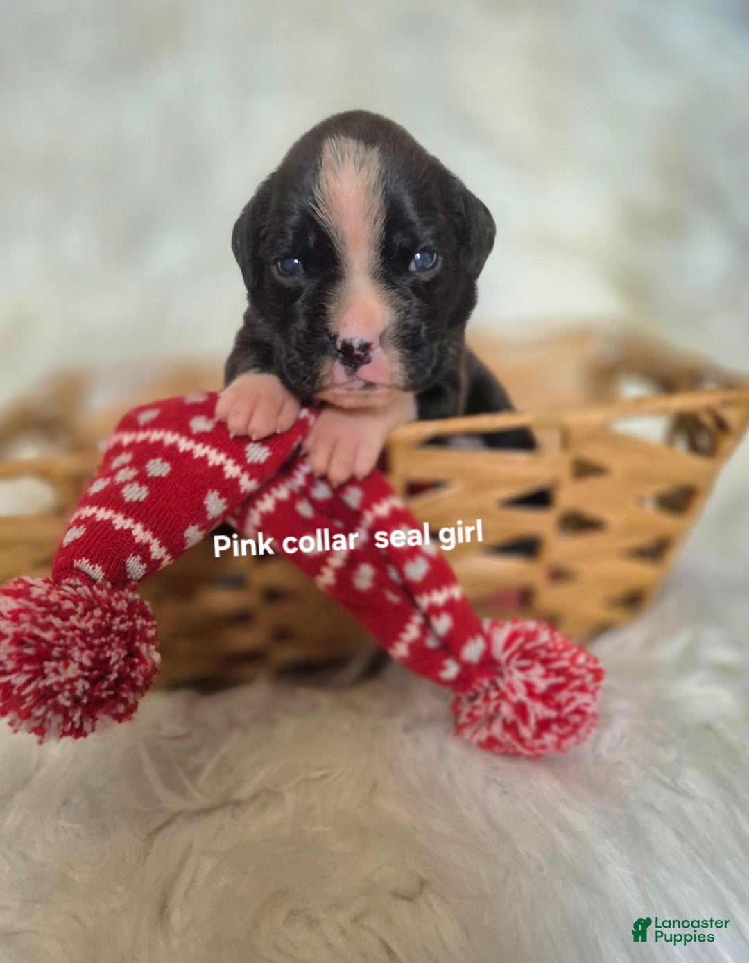 Boxer dogs for sale: Onyx - Ad 1