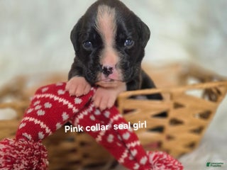 Boxer dogs for sale: Onyx - Ad 1