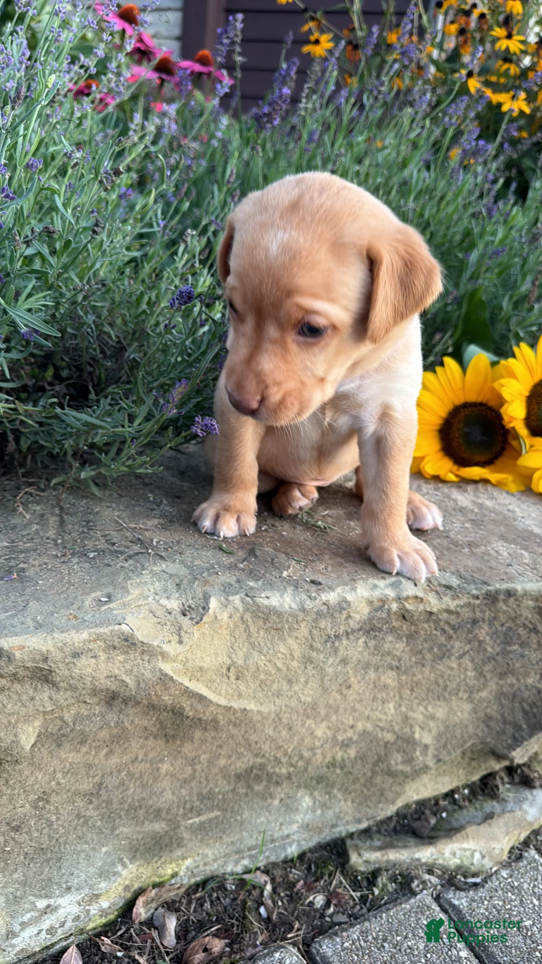 Labrador Retriever dogs for sale: Sunny - Ad 5