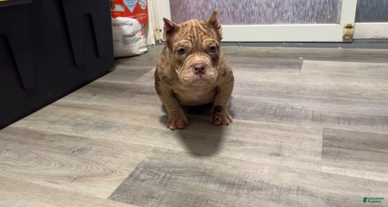 American Bully dogs Kardi - Ad 2