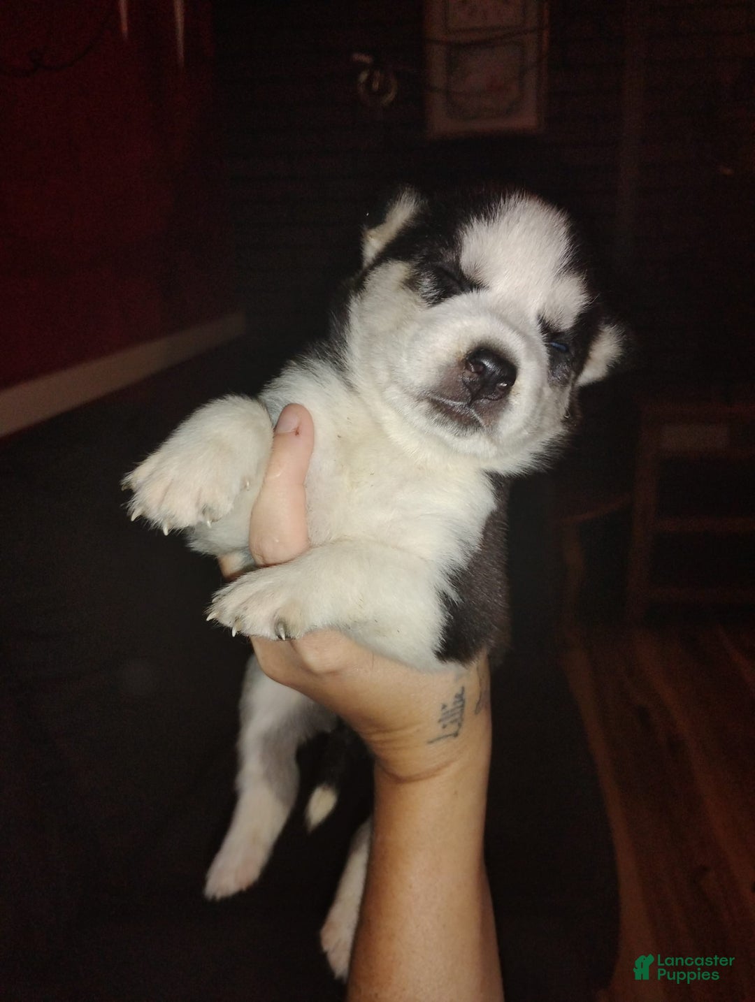 Siberian Husky dogs for sale: Mary - Ad 1