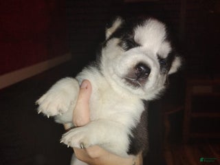 Siberian Husky dogs Mary - Ad 13