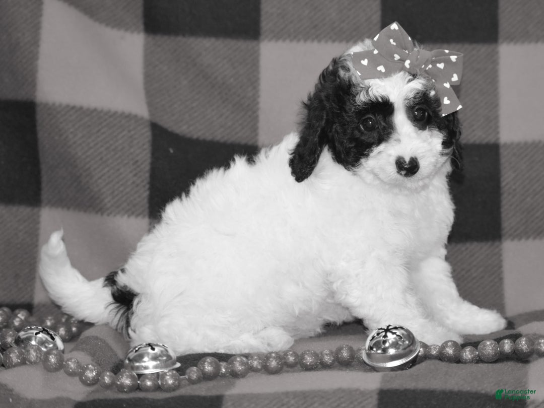 Miniature Poodle dogs for sale: Zanna - Ad 9
