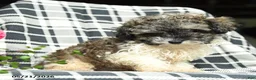 Toy Poodle dogs for sale: Sebastian - Ad 5