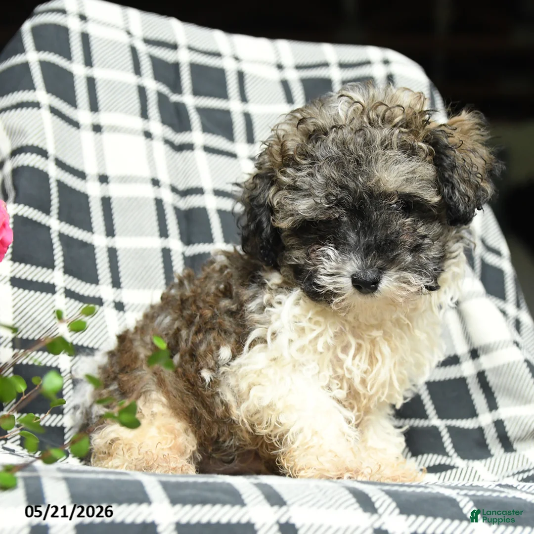 Toy Poodle dogs for sale: Sebastian - Ad 5