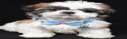 Shih Tzu dogs for sale: Travis - Ad 6