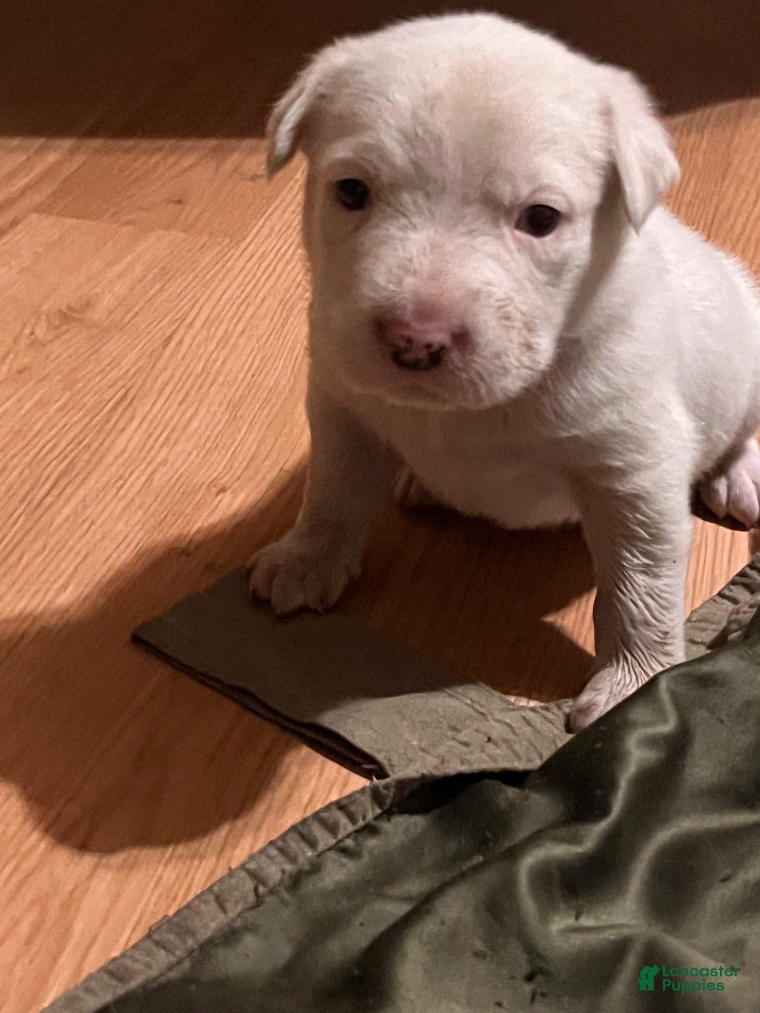Mixed Breed dogs Mixed Breed 1 - Ad 34