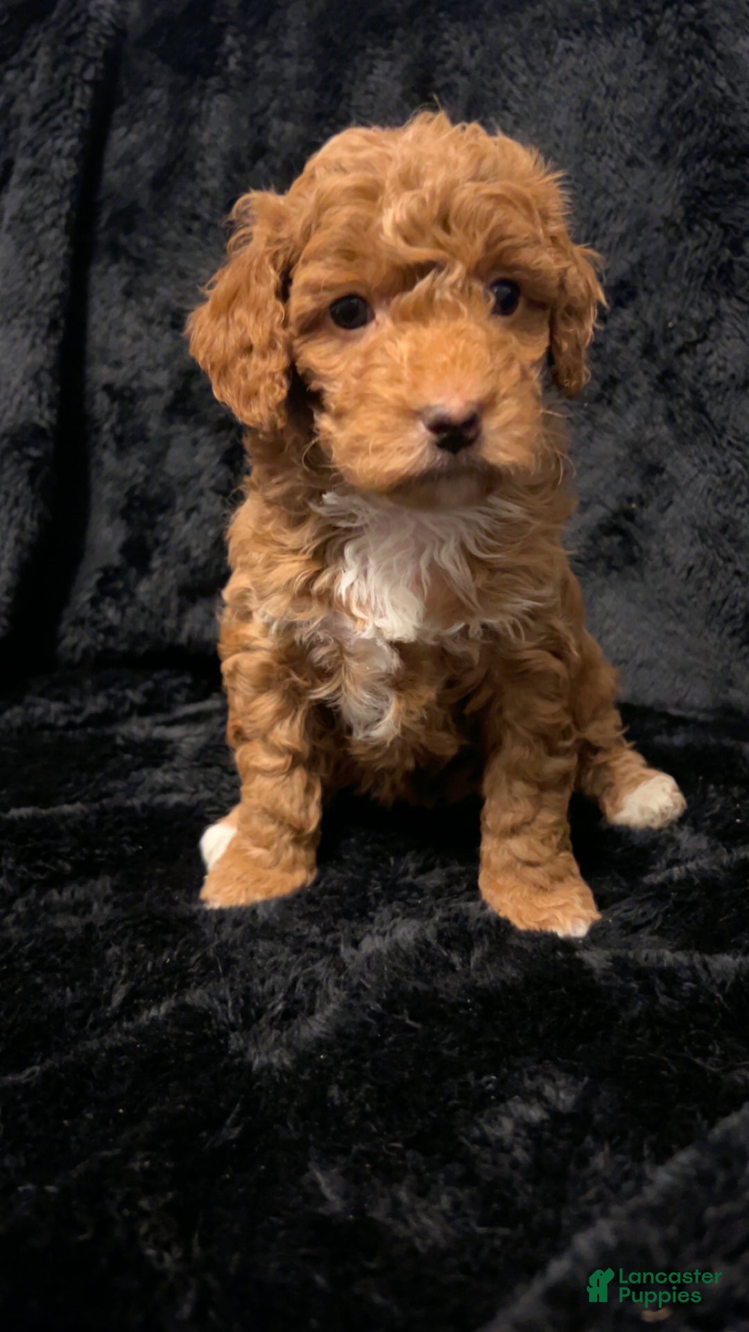 Mini Goldendoodle dogs for sale: Ms Grits - Ad 12