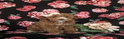 Cockapoo dogs for sale: Noreen Hypoallergenic - Ad 3