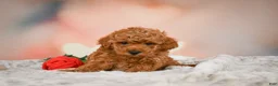 Toy Poodle dogs for sale: Cash - Ad 4