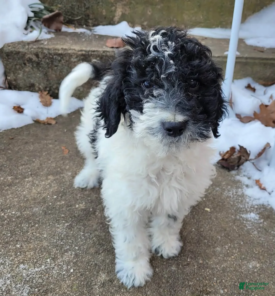 Goldendoodle dogs for sale: Koda Bear  - Ad 2