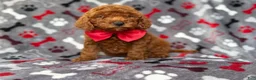 Mini Goldendoodle dogs for sale: Smokey - Ad 7