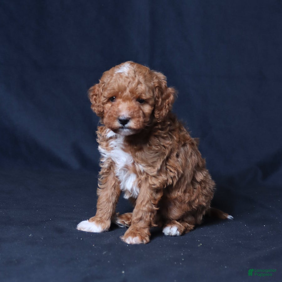 Toy Poodle dogs Utah - Ad 2