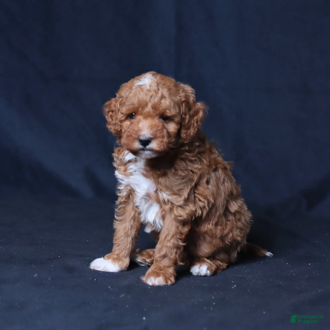 Toy Poodle dogs for sale: Utah - Ad 2